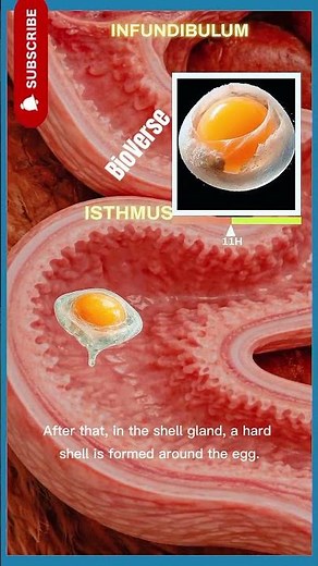 How Egg Forms Inside a Hen (Step by Step) ✅