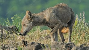 Female Wolf hunting prey and eating carcass in the mountain