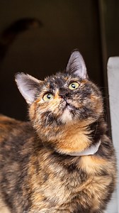 12K views · 235 reactions | Meet Asher, our one-in-3,000 rare male...