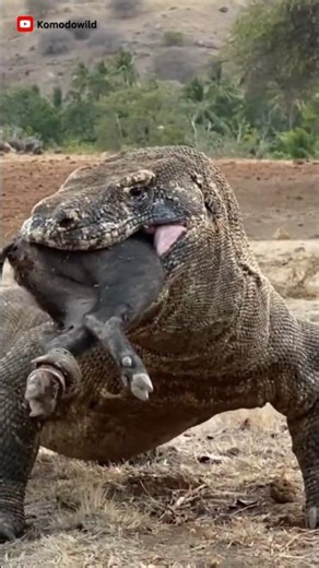 OMG! 😱😱😱Komodo Dragon Swallows Wild Boar #komodo #shorts