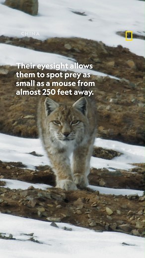 34K views · 700 reactions | Check out this elusive king of the forest  #HiddenKingdomsOfChina | National Geographic Animals | Facebook