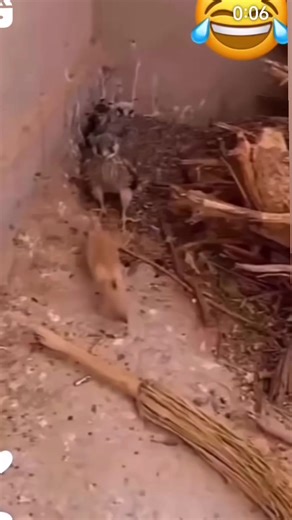 84K views · 678 reactions | Hobby falcon chick attack cat chick funny attack 礪礪礪礪礪#falcon #reelsvideo | Pakistani falcons | Facebook