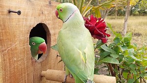 40K views · 3.9K reactions | Mian Mithu You Are My Bride | Funny Talking Parrots Playing in Nest | Parrot Paradise | Facebook