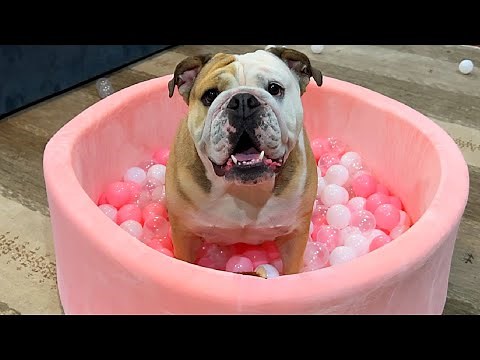 MY CUTE BULLDOG GOES CRAZY IN new BALL PIT! LOLA The Bulldog is FUNNY