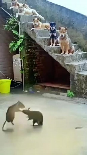 Dogs Watching a Rat Fight: Hilarious Animal Comedy