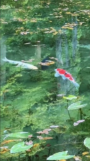 岐阜県観光】大阪から名神高速で女一人旅！名もなき池（モネの池）まるで睡蓮の絵画透き通る水と美しい鯉の絶景Gifu travel guide to Monet's Pond! 日本絶景 パワースポット