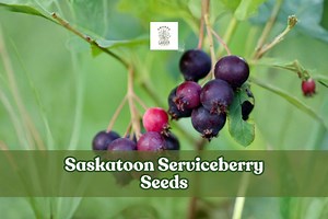 100 Saskatoon Serviceberry Seeds | Amelanchier Alnifolia | Hardy Fruit Shrub | Edible Berries | US Seller - Etsy