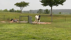 Remember when Henry got here and he could barely take a step because he was so weak and his legs hurt so terribly? Well, he’s got a new girlfriend and a new lease on life. Those old days are gone and he is living his best life. 🙌🏻💝 | Frog Song Farm Sanctuary