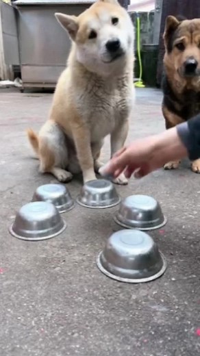 pipi.puppy (@pipi.puppy)’s videos with original sound - pipi.puppy