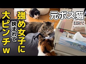 おもちゃを横取りして強め女子に囲まれ固まってしまう元ボス猫