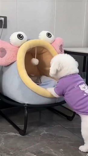 Bichon frise Teacup