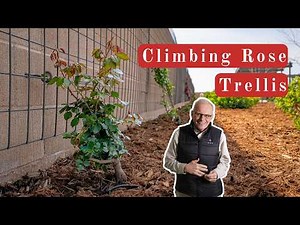 How To Build a Trellis for Climbing Roses (and Tips for Planting)