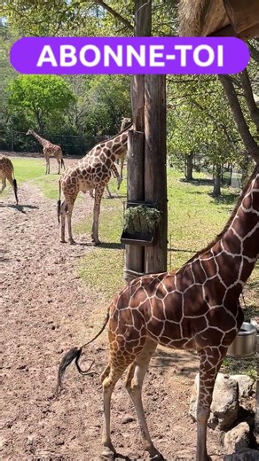 2 giraffes, giraffes #giraffe #giraffe