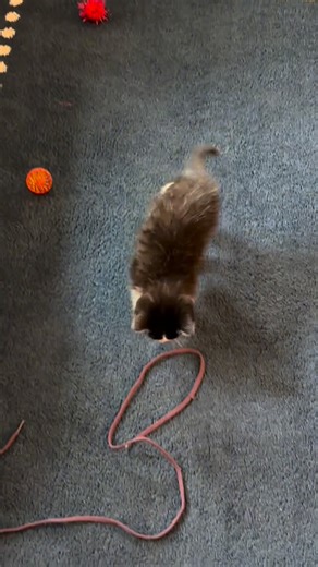 Would anyone like a little dose of cuteness on this beautiful Tuesday afternoon? 🐾🩷☺️ Baby Pierre will get his splint off and X-rays taken this Thursday. Please pray that his little leg will be healed enough to not need a new splint. We will see how the healing is going... Until then, enjoy. (The music is perfect for a tiny kitten, too! Love it!) | Anne Wiggins for QVC