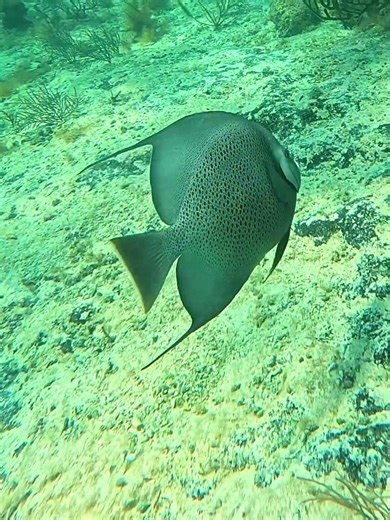 Grey Angelfish, Pez Angel Gris, on coral reef in Caribbean Sea #angelfish #pezangel #greyangelfish