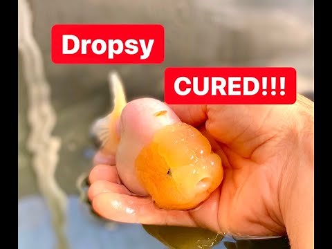 How to Cure Goldfish Dropsy