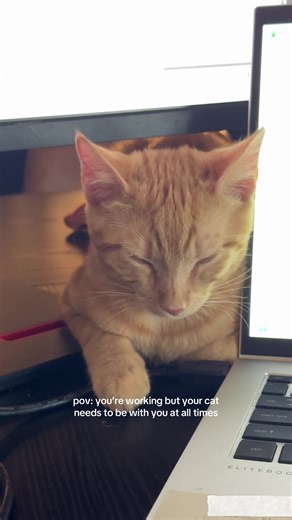 Working from Home with a Cat: Balancing Pets and Productivity