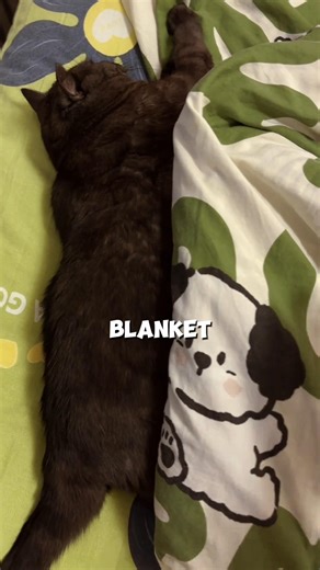 This Cat’s Real Size Is SHOCKING 😲🐱#shorts