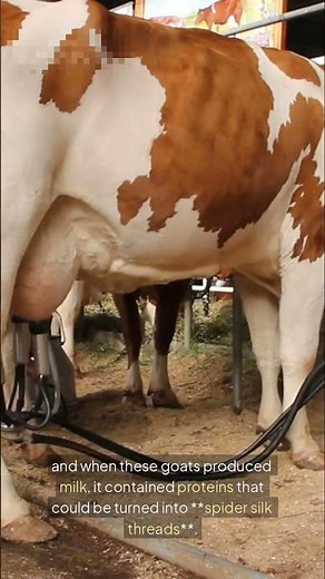 The Spider Goat – The Most Bizarre Genetic Experiment in Science