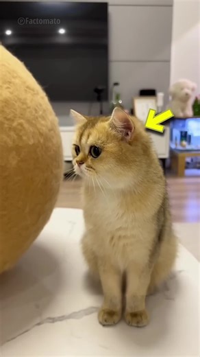 man made a cap from cat hairs #amazingfacts #universeadventure8 #followers78k