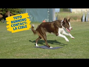 [TUTO AGILITY] la toute première étape du Running Contact: toucher la cible