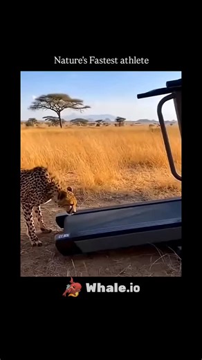 Detailed Clips on Instagram: "This video features a cheetah, often referred to as nature’s fastest athlete, engaging with a treadmill set up in the middle of a grassy savanna. The scene opens with the cheetah cautiously approaching the machine, sniffing the belt as it begins to move at a slow pace. As the speed increases, the cheetah transitions from a curious investigation to a steady, rhythmic walk, its long tail helping it maintain balance. . . . . As the treadmill accelerates further, the ch