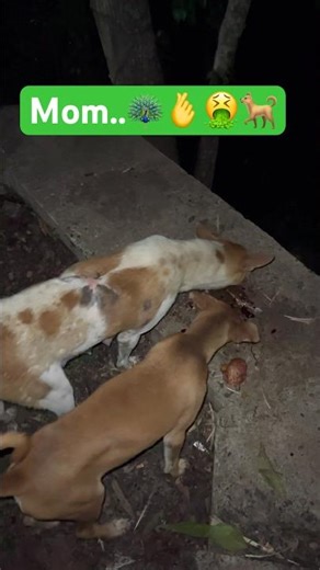 Mom and baby dog..🫰❤️#mom #dog #pets #love #shorts #trending #ytshorts