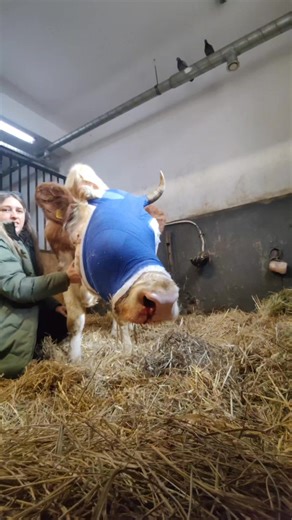 In noaptea dintre ani, Bumba primeste a doua sedinta de chimio-terapie, cu noi alaturi de ea, impreuna cu medicii ei extraordinari din Cluj care sunt la datorie alaturi de animalute si de Revelion. Plini de sperante, iar Bumba cu burtica plina de papa bun si hranitor, va lasam in acest filmulet dorinta noastra pentru noul an. La multi ani, tuturor! P.S. de cand exista sanctuarul, este primul Revelion pe care nu il petrecem alaturi de cele 140 de animalute ale sale. Insa ne consoleaza enorm ca av