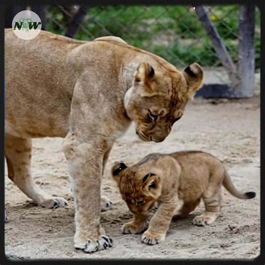 Meet the Three Playful Barbary Lion Cubs at a Czech Zoo!—[Full story in cᴑmments]👇 | Adorable Things