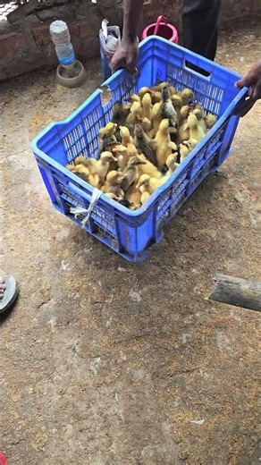 3rd Batch Ducklings Brooding Setup | Day 1 Care #Short #duck #duckfarming #ducklings #animals
