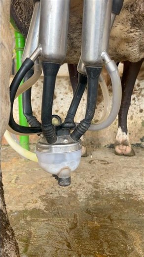 Cow Milking Machine Full Process 🐄🥛 | Satisfying Milking Video