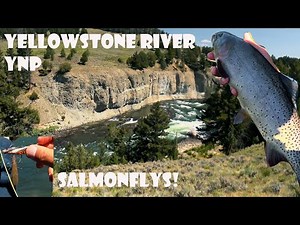 Yellowstone River, YNP Fishing