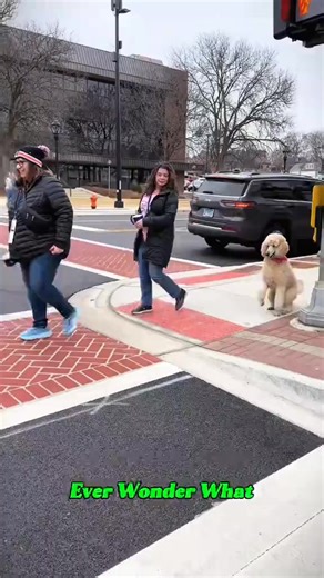 What Dogs Really Think About Humans 😳#DogFacts… | Love Animals02