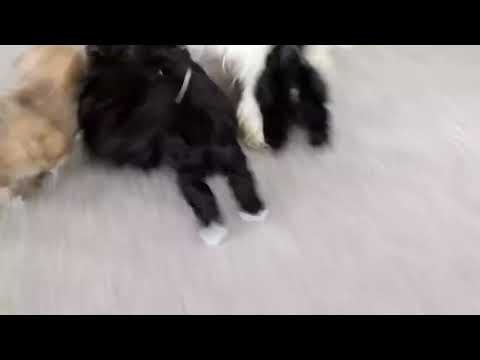 Shih Tzu Mix Puppies For Sale