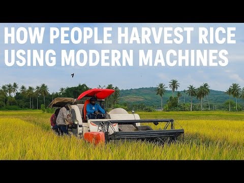 How People Harvest Rice Using Modern Machines