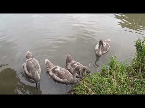 Swan Chicks Eating Grass by the Riverside | Peaceful Family Moment