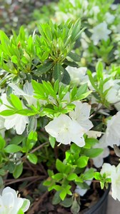 62 reactions | Enjoy the romantic colors of spring with the vibrant blooms of Azaleas Their stunning colors and lush foliage create a dreamy, enchanting atmosphere in any garden. | Calloway's Nursery | Facebook