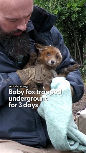 They could hear this tiny fox crying beneath their feet, but reaching him was another story 😭 After a fox cub spent three days trapped 10 feet underground, Louis and the @Wildlife Aid Foundation team had to figure out how to reach him before it was too late. Dodo editor Monica takes us through the painstaking rescue. Hosted by @Monica Matute Produced by @rebeccathedodo