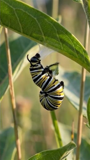 Monarch Butterfly Metamorphosis (Realistic Cocoon Transformation) 🦋 | Macro Nature