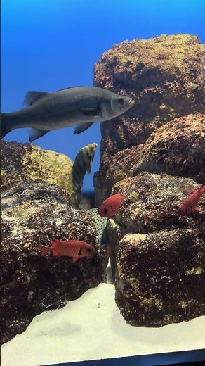 51 職場の仲間と行く！伊勢神宮＆鳥羽水族館の満喫旅#伊勢神宮 #内宮 #鳥羽水族館 #伊勢志摩 #三重観光 #伊勢観光 #パワーパワースポット #癒やし #国内旅行 #Japantrip