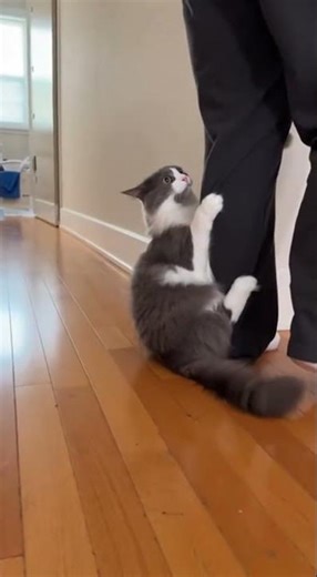 Cat Traps Owner's Leg: "I CAN'T MOVE!" 😹💀 #cat #funny