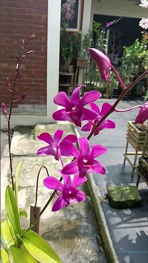 Dendrobium Jacquelyn Concert - Harum - 0813 2506 4060