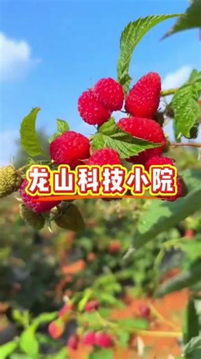 龙山科技小院#树莓#采摘园#乡村振兴#农业创业#树莓种植,林科院树莓- 抖音