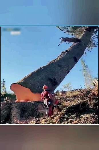 Nature 😢🥺#nature #tree #cutting #cuttingtrees #trees #climatechange #climate #viralvideo #viral #plant #plants #save #savetree #saveworld