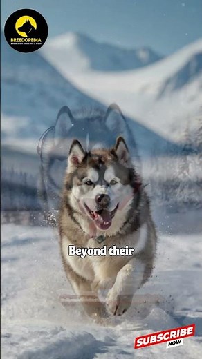 Alaskan Malamute The Ultimate Dog for Winter Adventures!