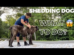 WHAT TO DO with a SHEDDING Cane Corso? #canecorso #dogtraining #dog