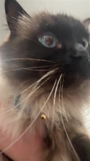 Discover the Coolest Cat House for Your Feline