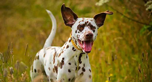 Liver Dalmatian - All You Need To Know About Brown Spotted Dals