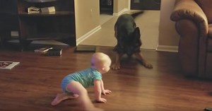 Dog And Baby Engage In A Game Of Chase That Left Mom With No Choice But To Record Them Both