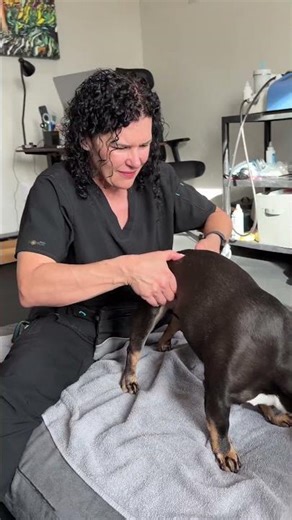 IVDD Recovery Using EMTT & Chiropractic Care